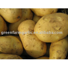 2011 new fresh potato